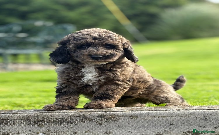 Cavapoo dogs - Advert 10