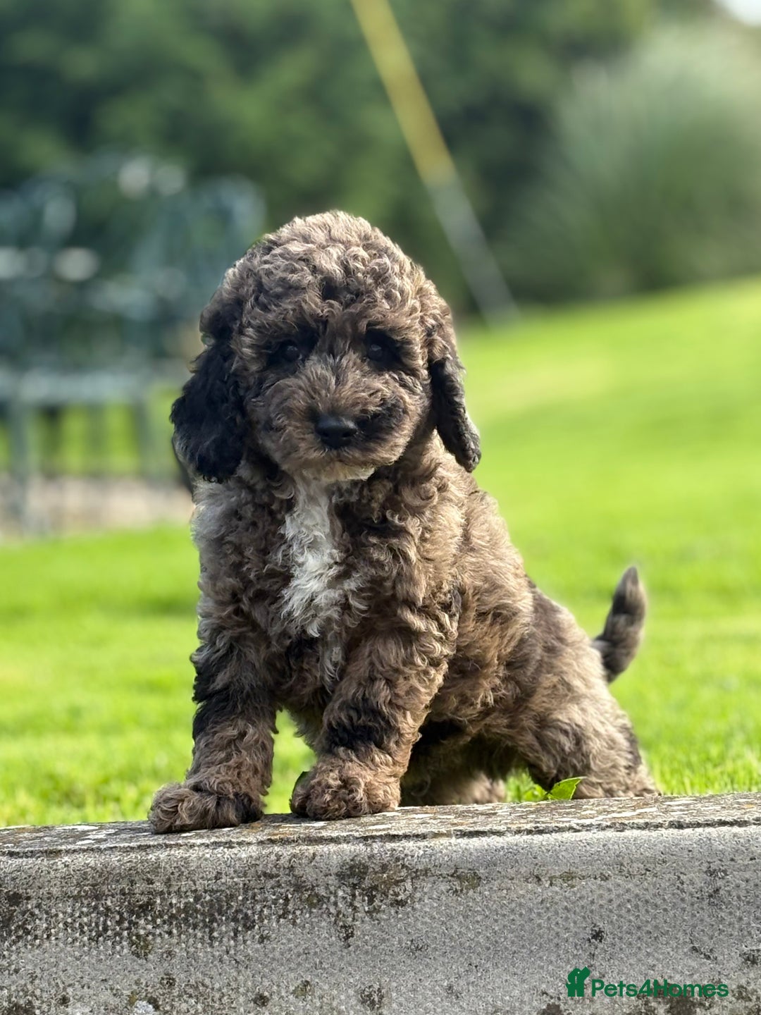 Cavapoo dogs for sale: Beautiful cavapoochon puppies - Image 4