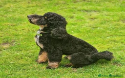 Mixed Breed dogs for sale: Whippet x Miniature Poodle  - Image 4