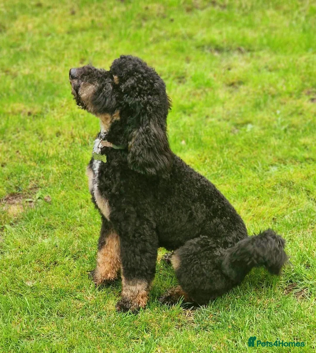 Mixed Breed dogs for sale: Whippet x Miniature Poodle  - Image 4