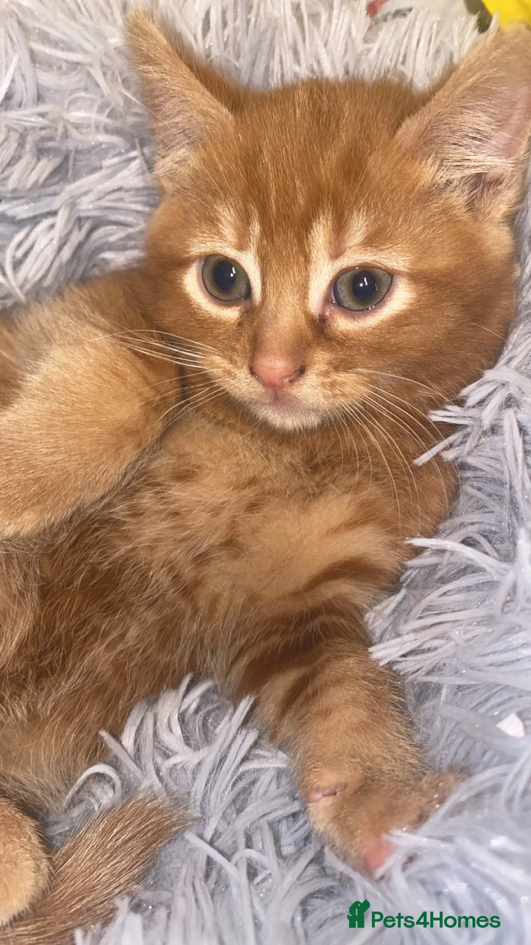 Mixed Breed cats for sale: Fluffy dark ginger kitten looking for new home 🏡 - Advert 3