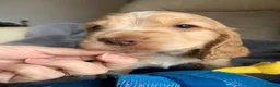 Cocker Spaniel dogs for sale: KC Show Type Cocker Spaniels - Advert 13
