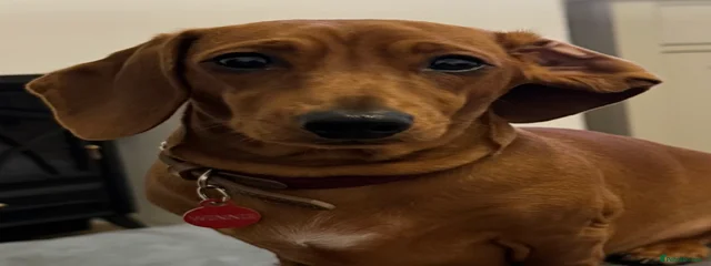 Winifred 