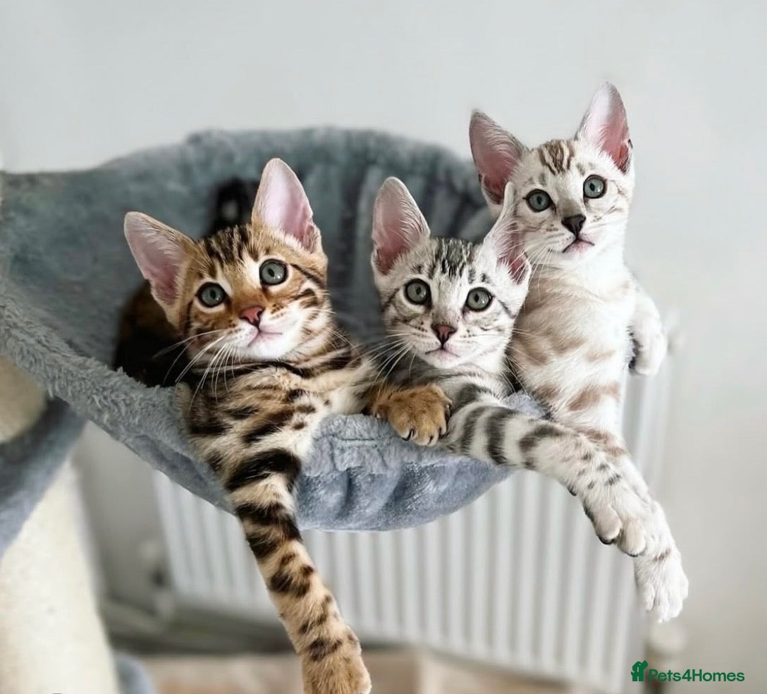 Bengal cats 🌟Pedigree bengal kittens 🌟 - Advert 1