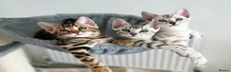 Bengal cats for sale: 🌟Pedigree bengal kittens 🌟 - Advert 4