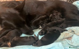 German Shorthaired Pointer dogs for sale: Working line straight back short coat gsd - Image 2