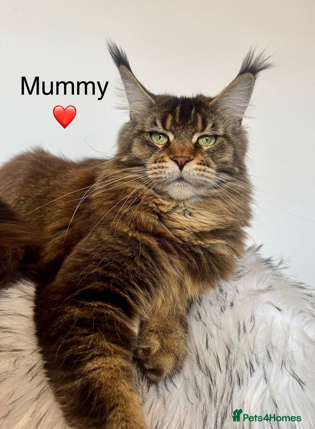 Maine Coon cats for sale: Champions- Bloodline Purebred Maine Coon Kittens  - Advert 15