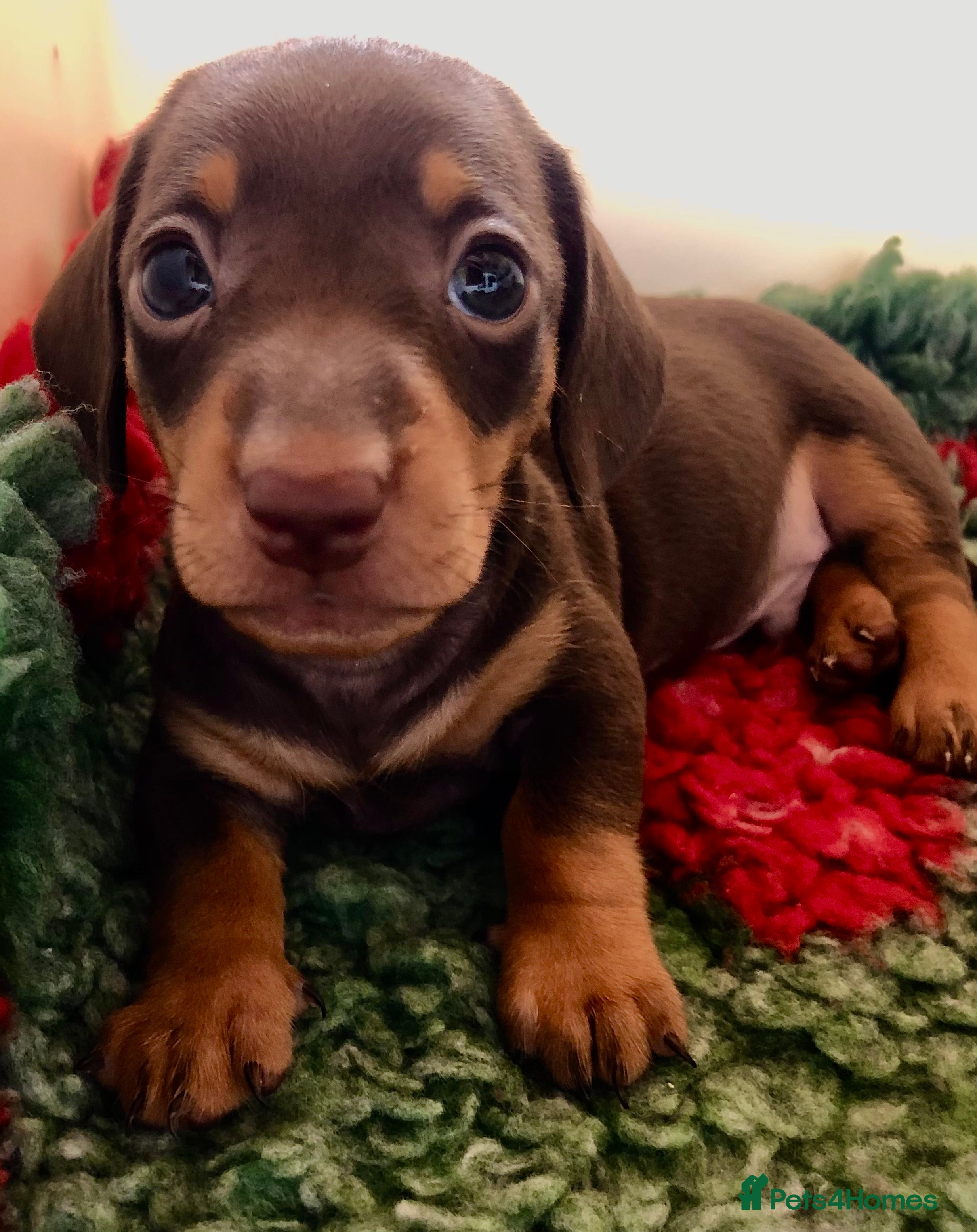 Miniature Dachshund Puppy 1