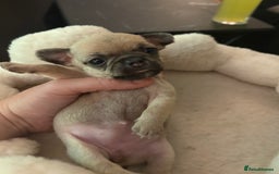 Chihuahua dogs for sale: Chihuahua and Pomchi puppies - Image 6