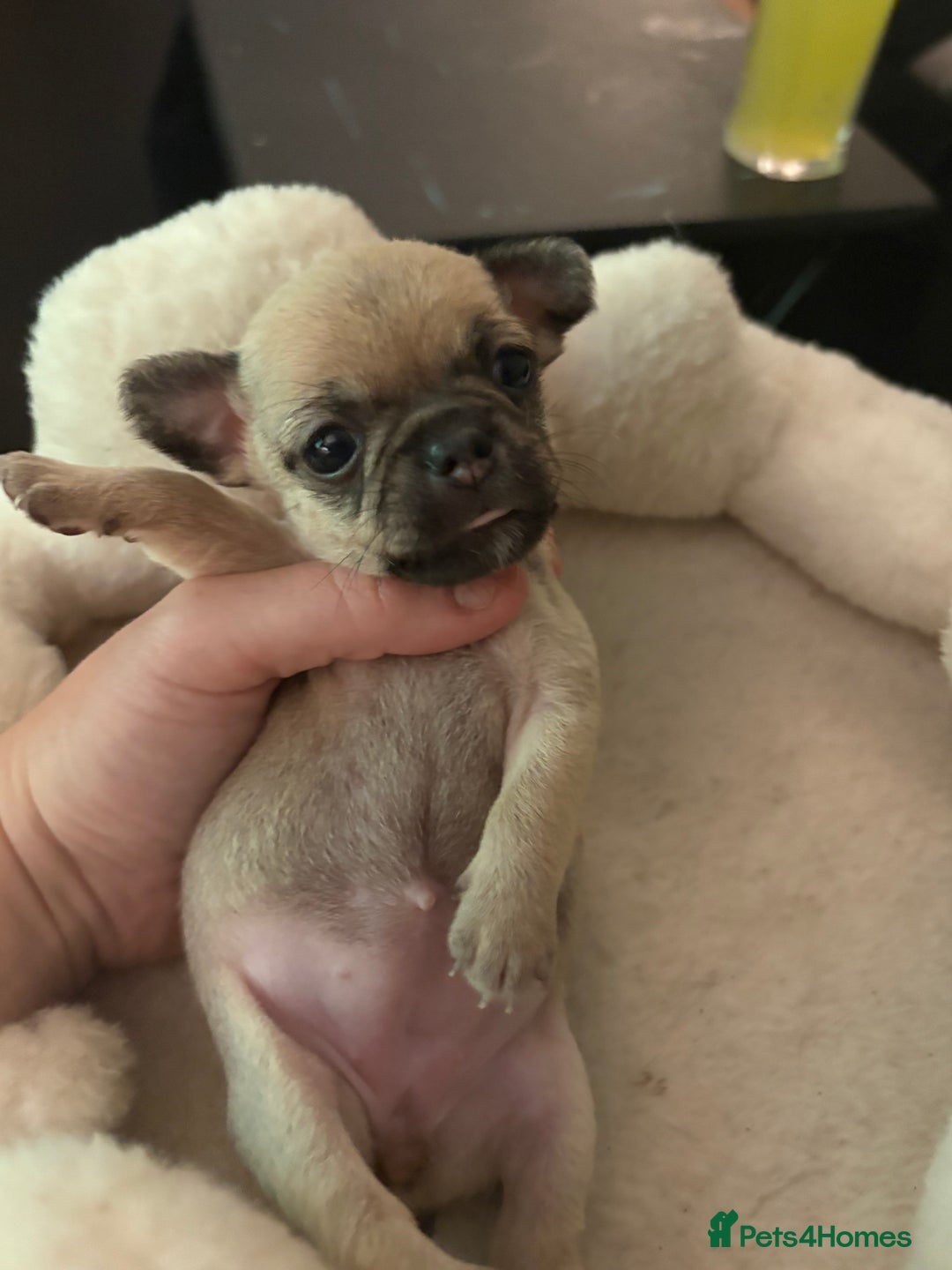 Chihuahua dogs for sale: Chihuahua and Pomchi puppies - Image 6