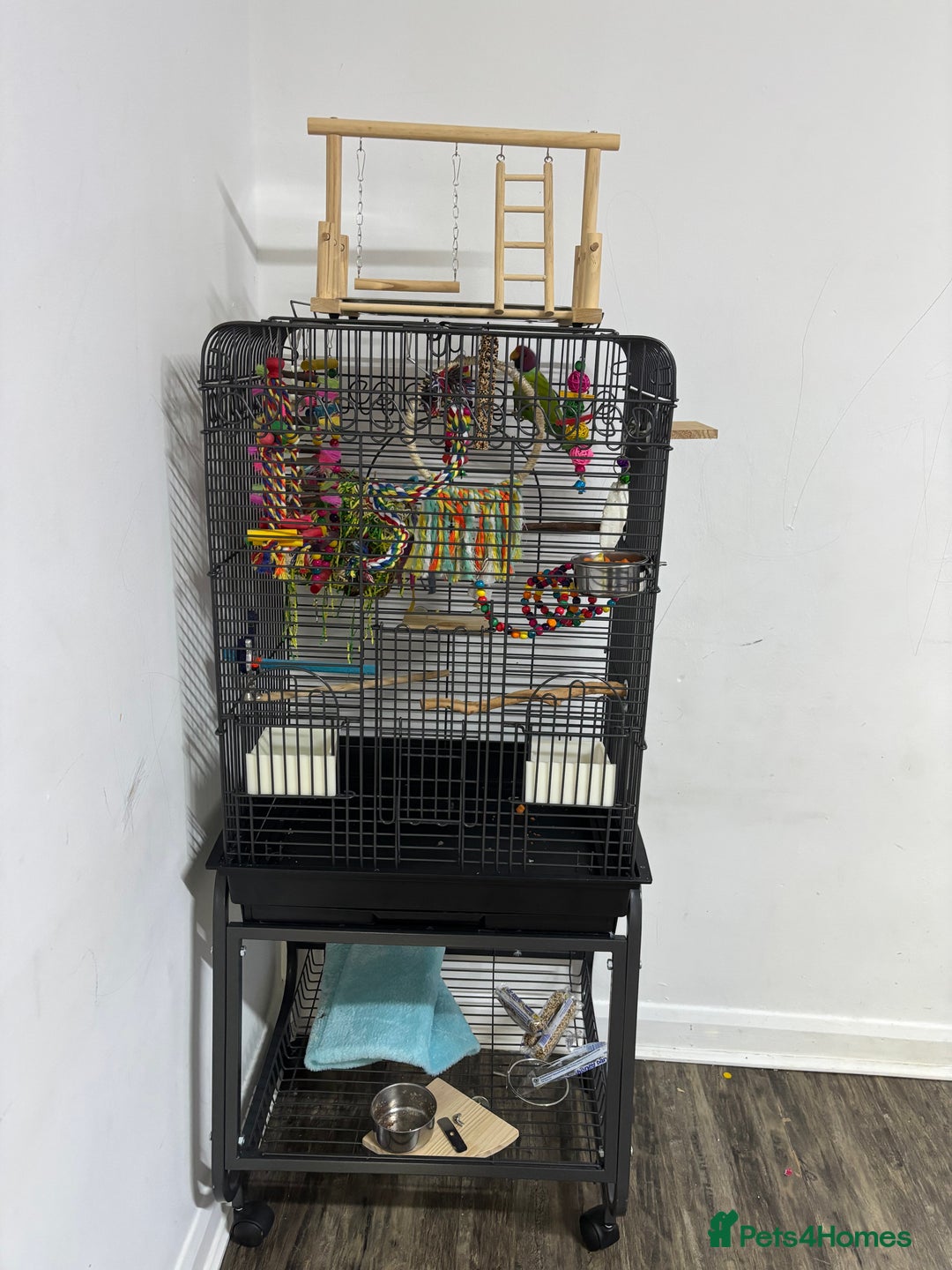 Parakeets birds for sale: Plum headed parakeet  - Advert 6