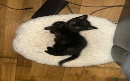 Bombay cats for sale: Playful Black Bombay Kitten Looking for New Home - Image 3