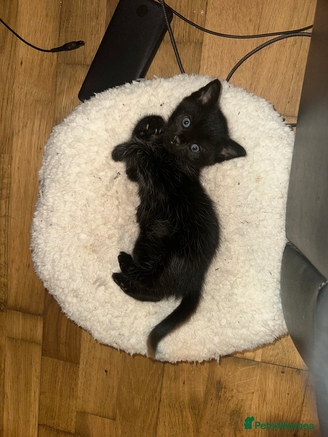 Bombay cats for sale: Playful Black Bombay Kitten Looking for New Home - Image 3