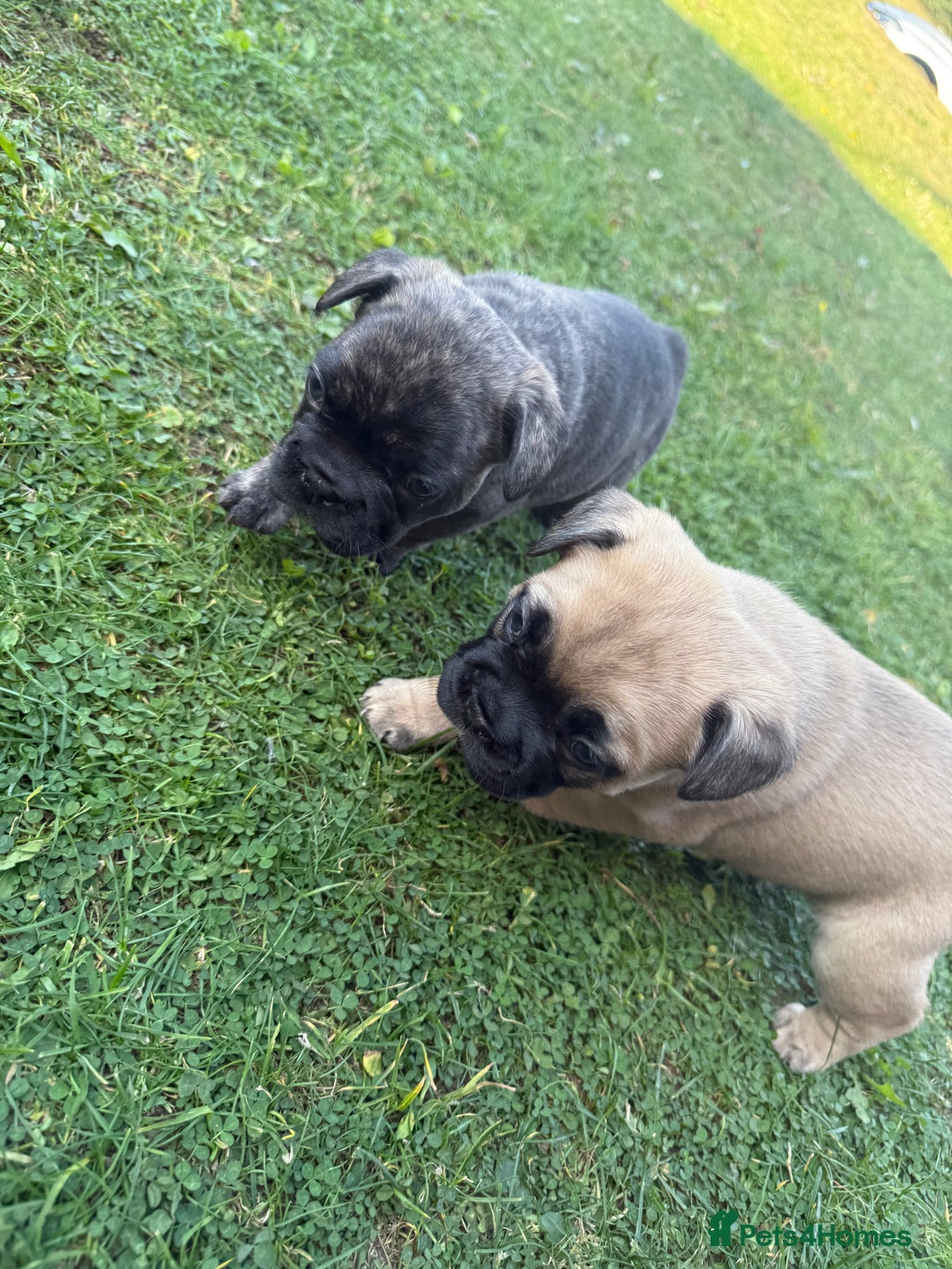 French Bulldog dogs for sale: Fluffy carriers variety of colors  - Image 8