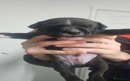 Mixed Breed dogs for sale: Mix Staffy puppies  - Image 17