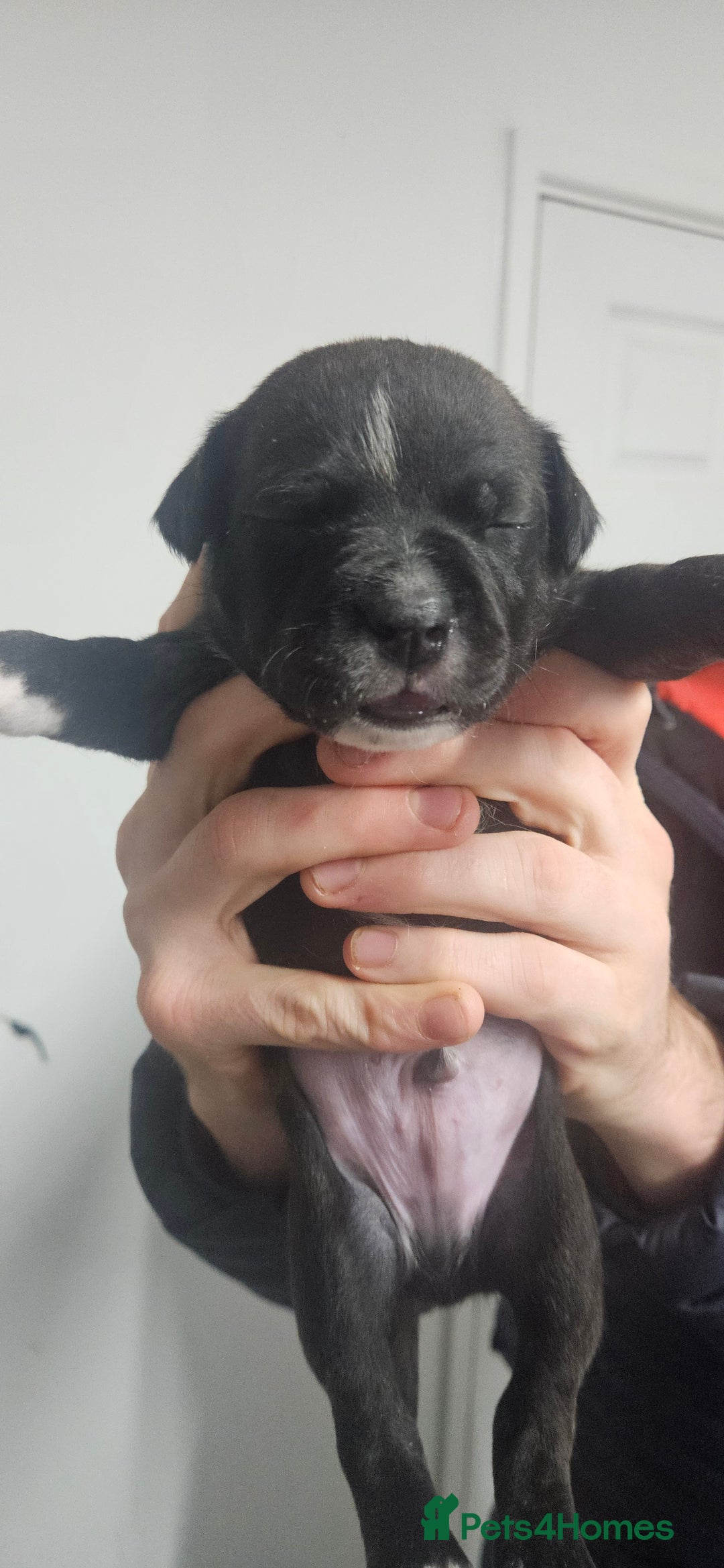 Mixed Breed dogs for sale: Mix Staffy puppies  - Image 17