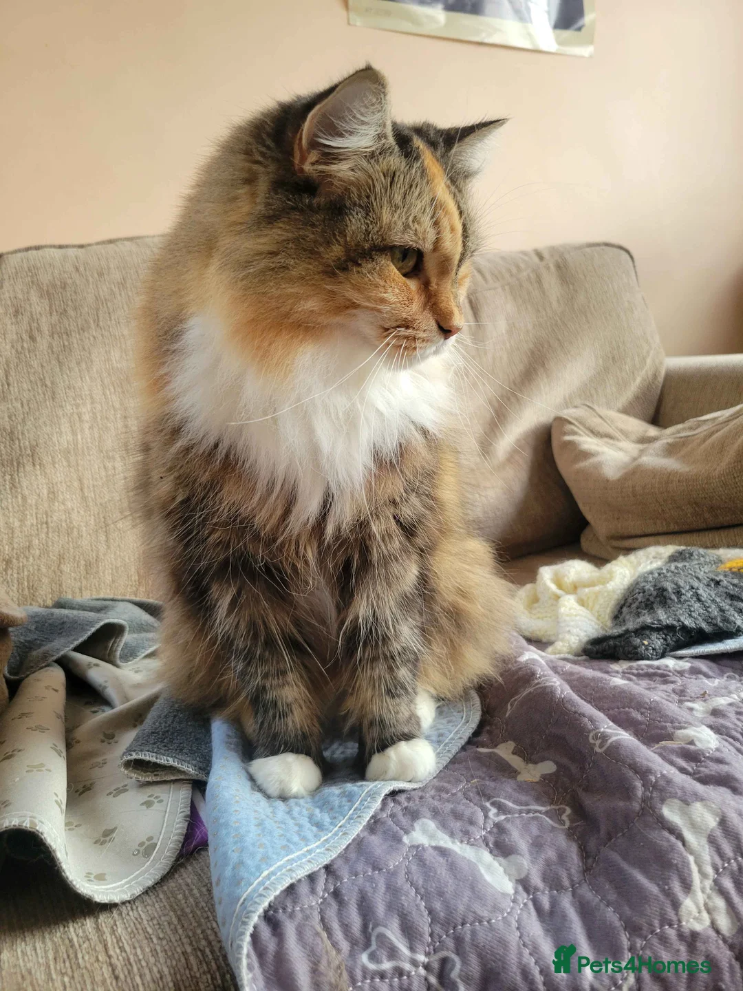 Domestic Shorthair cats for adoption: ADOPTION - Mango - Advert 1