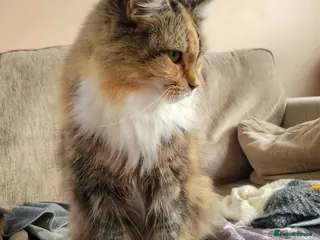 Domestic Shorthair cats ADOPTION - Mango - Advert 2