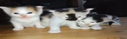 Maine Coon cats for sale: Beautiful Maine Coon babies looking for families - Advert 9