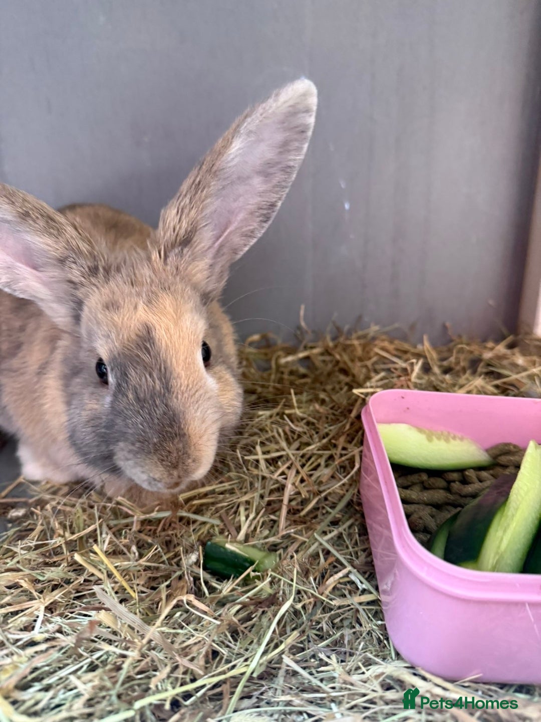 English rabbits for sale: Female Rabbit - Image 4