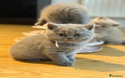 Scottish Fold cats for sale: Scottish straight - Image 28