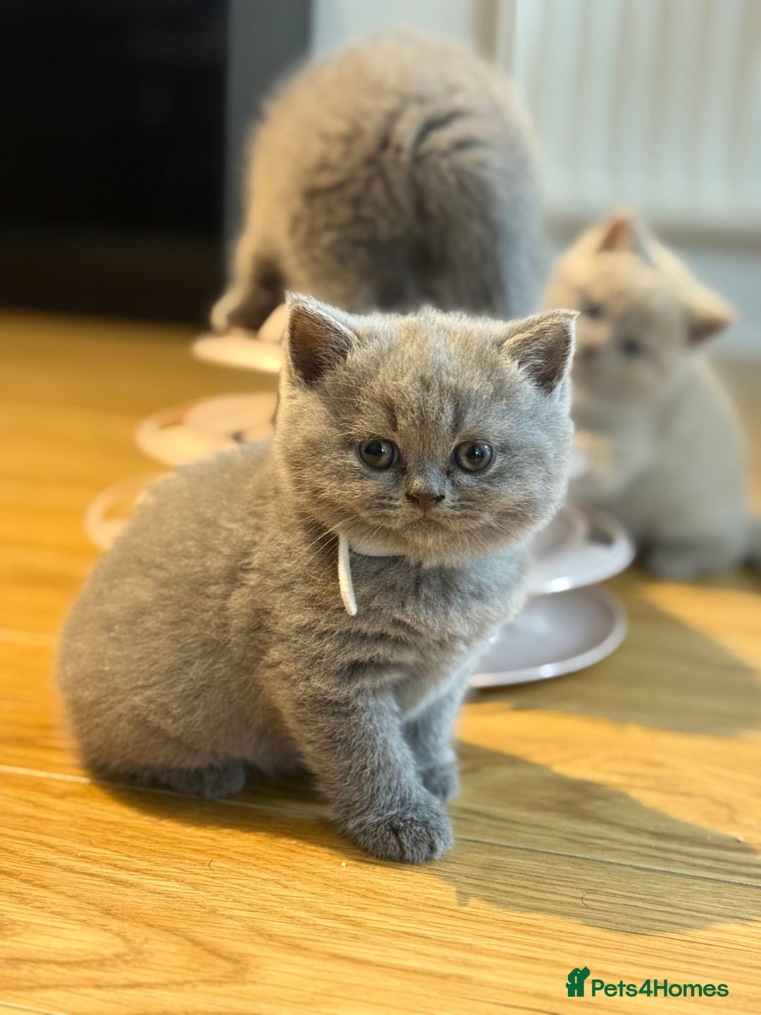 Scottish Fold cats for sale: Scottish straight - Image 28
