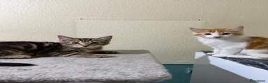 Domestic Shorthair 2