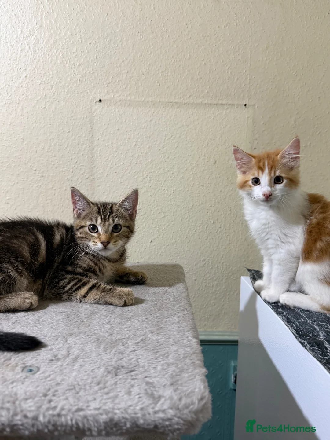 Domestic Shorthair cats for sale: Beautiful Kittens Looking for Loving Homes  - Advert 2