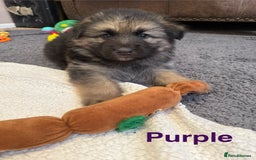 German Shepherd dogs for sale: KC Registered German Shepherd Puppies - Image 14
