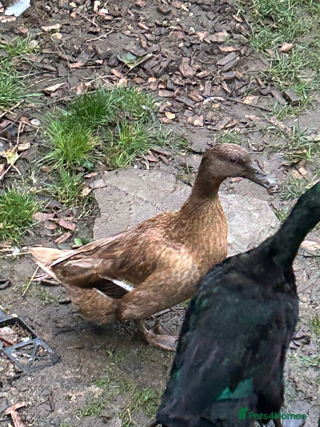 Ducks poultry for sale: 2 females and 2 male ducks for sale  - Advert 14