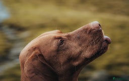 Hungarian Vizsla dogs for stud:   *Proven Stud* Son of Hungarian Grand Champion in Workington - Image 2