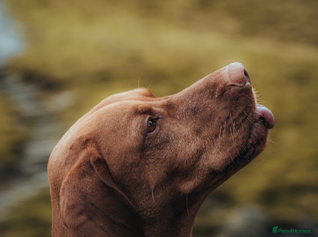 Hungarian Vizsla dogs for stud:   *Proven Stud* Son of Hungarian Grand Champion in Workington - Image 2