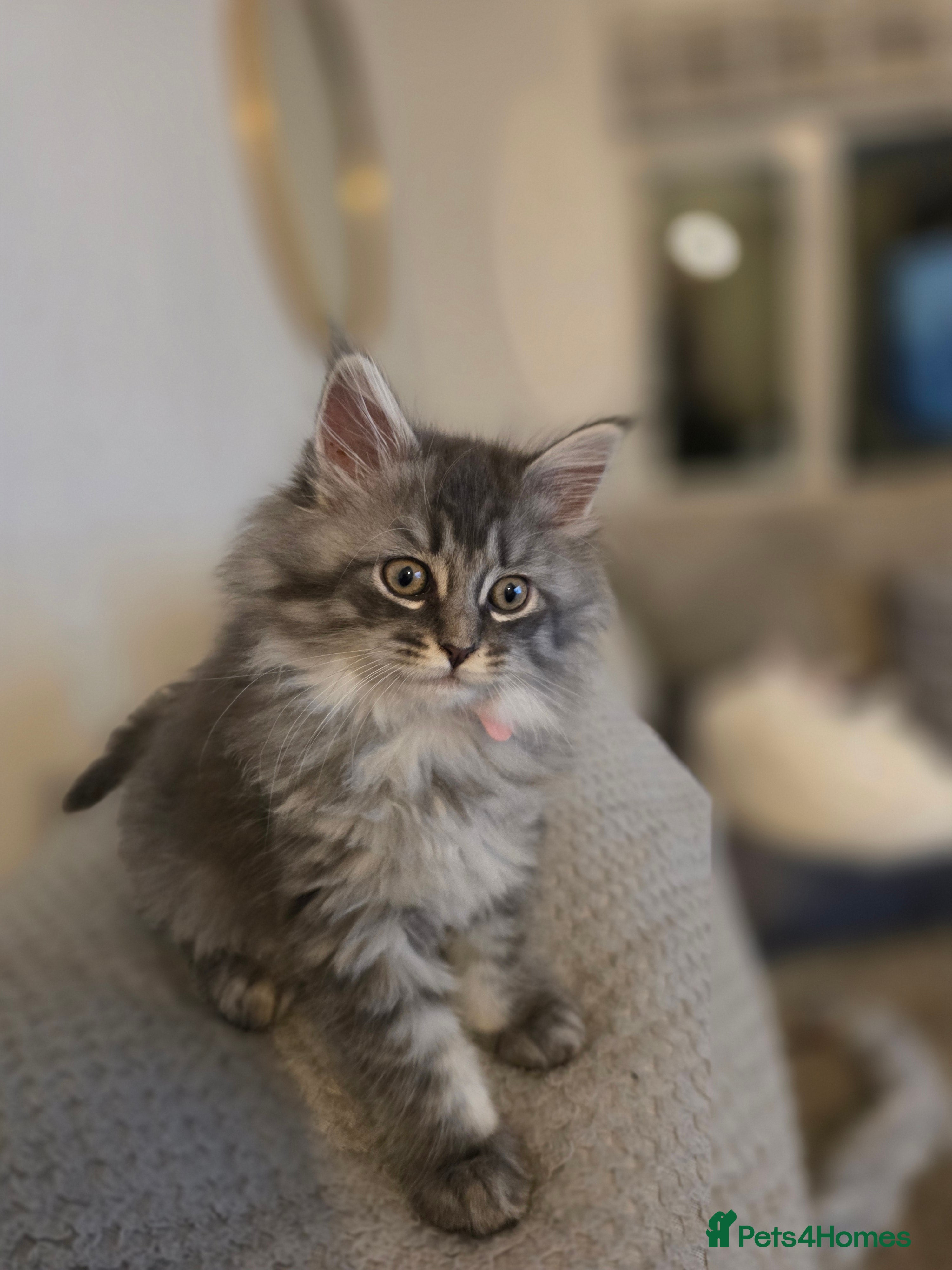 Maine Coon cats Pure maine coons kittens ready now 1 girl left  - Advert 11