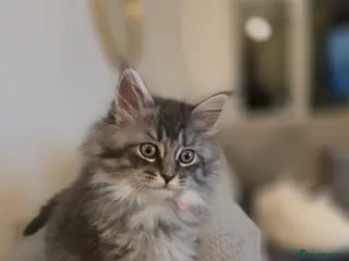 Maine Coon cats Pure maine coons kittens ready now 1 girl left - Advert 11