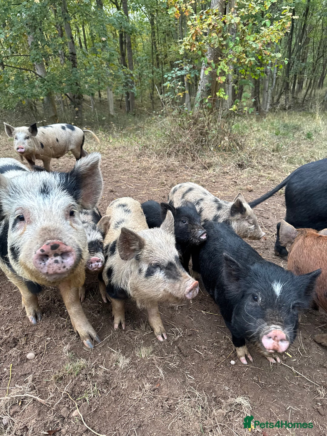 Pig livestock for sale: Adorable Pet Kune Kune cross piglets for sale - Image 4