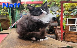 Maine Coon cats for sale: BLACK AND WHITE Maine Coons  - Image 4