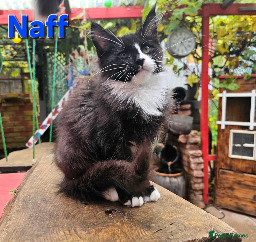 Maine Coon cats for sale: BLACK AND WHITE Maine Coons  - Image 4