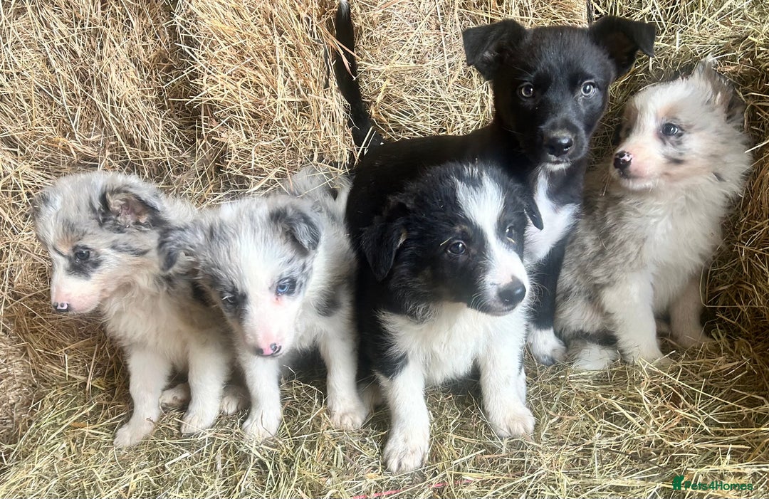 Border Collie dogs for sale: 5 beautiful border collie pups  - Image 12