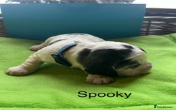 Cocker Spaniel dogs for sale: Exceptional KC registered Show Cocker Spaniels  - Image 22