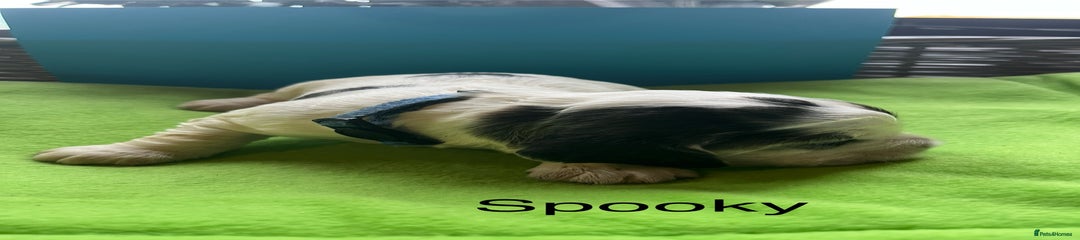 Cocker Spaniel Puppy 3