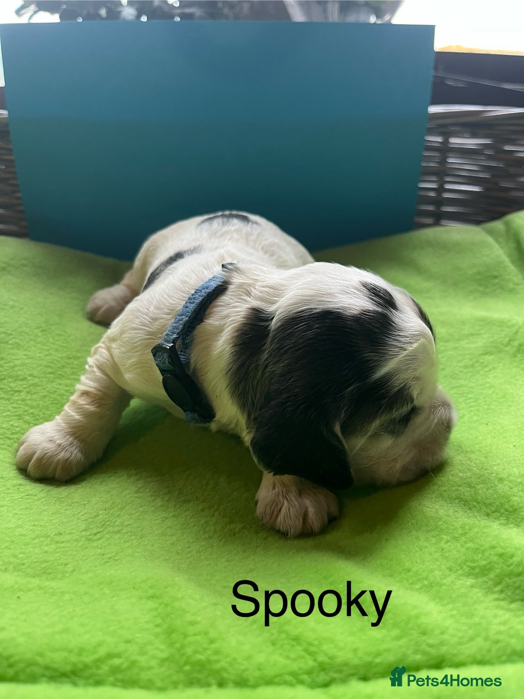 Cocker Spaniel dogs for sale: Exceptional KC registered Show Cocker Spaniels  - Image 22