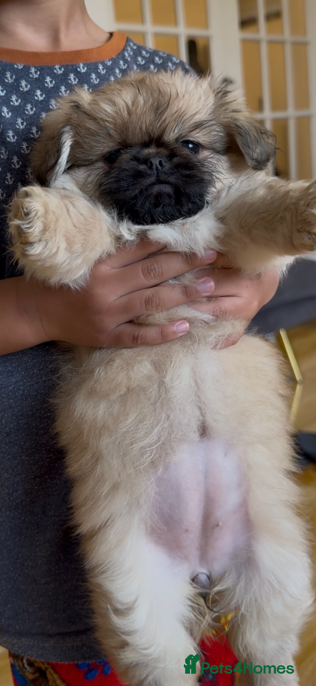 Pekingese dogs for sale: Gorgeous Pekingese puppies  - Image 11