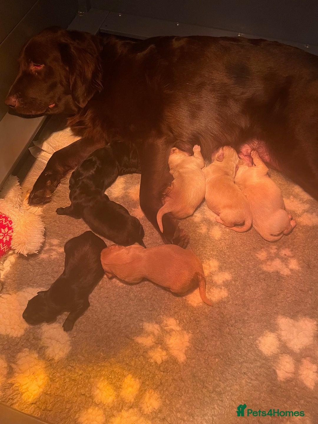 Mixed Breed dogs for sale: Golden retriever x Flatcoat retriever  - Advert 3