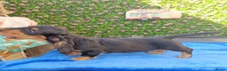 Miniature Dachshund dogs for sale: FULLY VAX "TALLY" MINI LH  KC REG PRA CLEAR - Advert 4