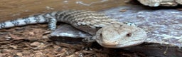 Skink reptiles for sale: Blue tounge skink - male - Advert 3