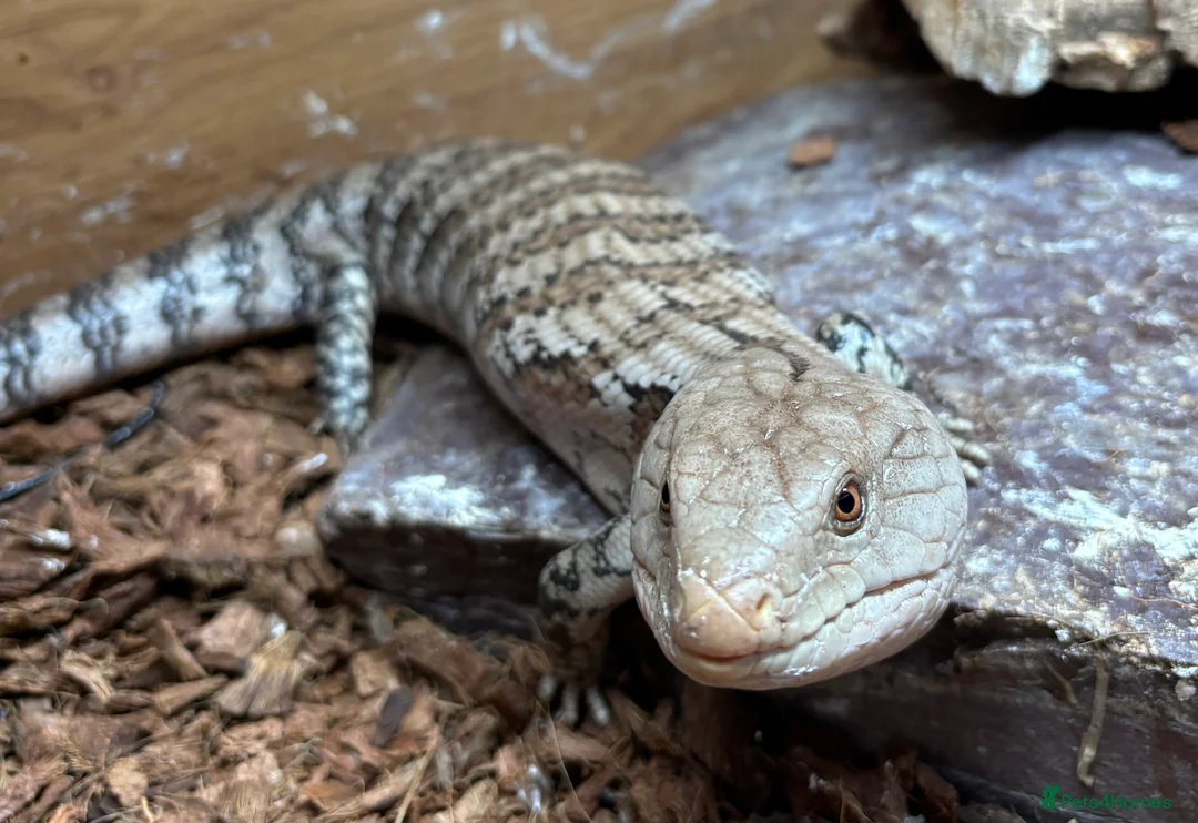 Skink reptiles for sale: Blue tounge skink - male - Advert 3