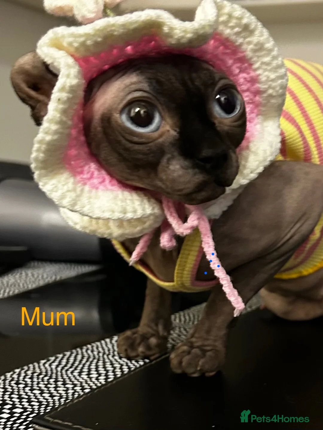 Sphynx cats for sale: Beautiful SphinxCat Looking for a Loving Home - Advert 4