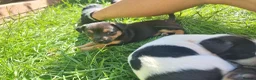 Jack Russell dogs for sale: Jack russel puppies one boy left - Advert 22