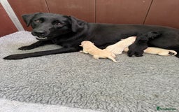 Labrador Retriever dogs for sale: KC health tested Labrador Pups  - Image 17