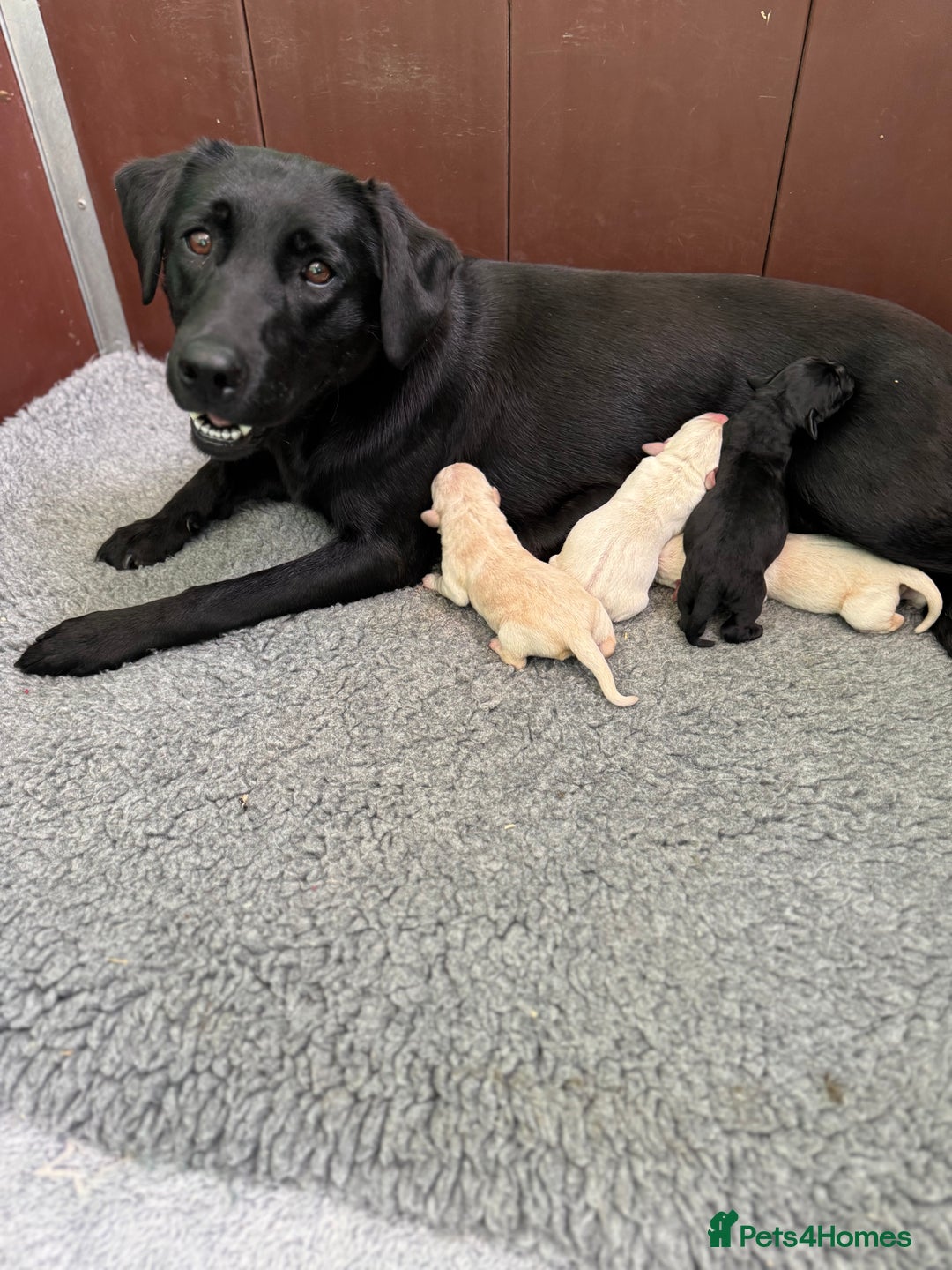 Labrador Retriever dogs for sale: KC health tested Labrador Pups  - Image 17